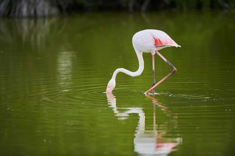 Greater Flamingo (Phoenicopterus roseus) walking in the water, Parc Naturel Regional de Camargue,