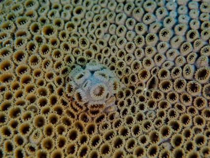 Carpet anemone (Palythoa), dive site Los Cancajos, La Palma, Canary Islands, Spain, Atlantic Ocean,