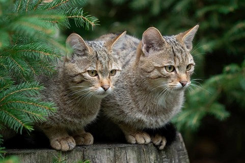 European wildcats (Felis silvestris), kittens sitting on a tree stump and looking attentively,