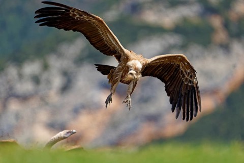 Griffon vulture (Gyps fulvus) approaching with gathered grass, Pyrenees, Catalonia, Spain, Europe