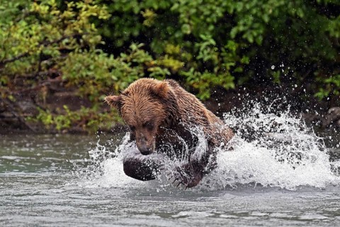 Brown bear (Ursus arctos) hunting for salmon in the water, Lake Clark National Park, Alaska