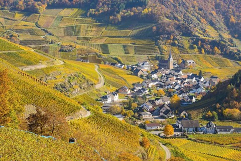 Vineyards in autumn, Mayschoß with parish church, red wine growing region Ahrtal, red wine of the