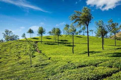 Indian Green Tea plantations in Munnar, Kerala, India, Asia
