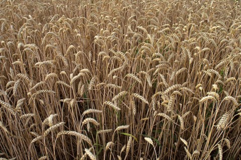 Common wheat (Triticum aestivum), Bavaria, Germany, Europe