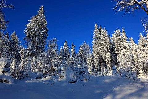 Winter landscape in the Fichtelgebirge, Bayreuth district, Upper Franconia, Bavaria, Germany,