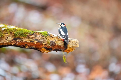 Great spotted woodpecker (Dendrocopus major) male in the snow, Germany, Europe