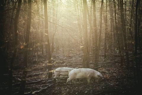 Swabian-Hall pigs in an oak forest, Iphofen, Lower Franconia, Franconia, Bavaria, Germany, Europe