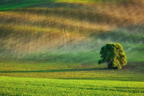 Lonely tree in rolling fields landscape of Moravia, Czech Republic, Europe
