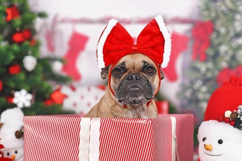 French Bulldog dog in Christmas gift box between many boxes next to Christmas tree