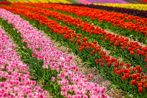 Tulips blooming in a tulip field, Grevenbroich, North Rhine-Westphalia, Germany, Europe