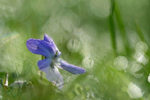 Violets with morning dew, April, Germany, Europe