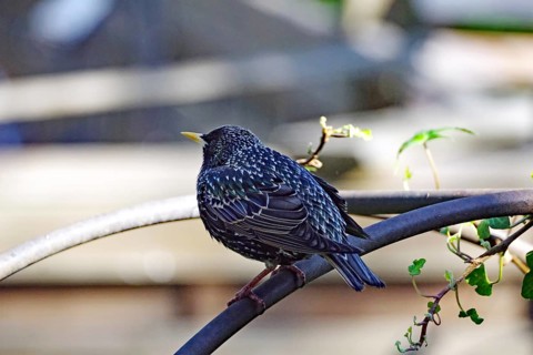A starling sits on a branch in the sunlight, surrounded by green leaves, Braunschweig, Lower
