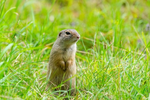 European ground squirrel (Spermophilus citellus) on a meadwo, Bavaria, Germany, Europe