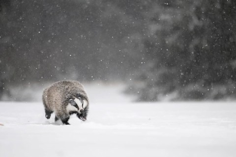 Badger in the snow, Wittlich, Rhineland-Palatinate, Germany, Europe