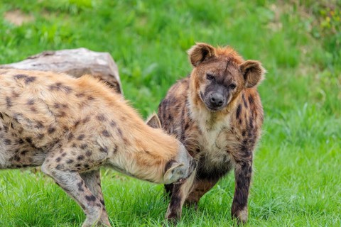 Two adult spotted hyenas (Crocuta crocuta), one male and one female, display courtship behavior