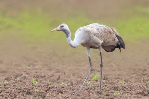 Common crane, Common crane (Grus grus) young bird standing on a field in spring, wildlife, birds,
