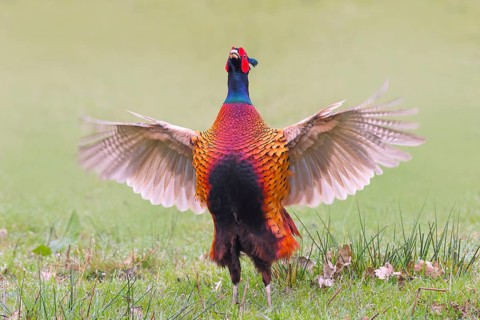 Pheasant, hunting pheasant (Phasianus colchicus), adult male bird flapping its wings in a meadow,