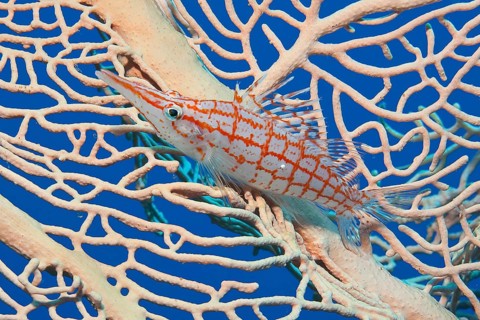 Underwater photo Close-up of longnose hawkfish (Oxycirrhites typus) sitting in fan coral (Annella