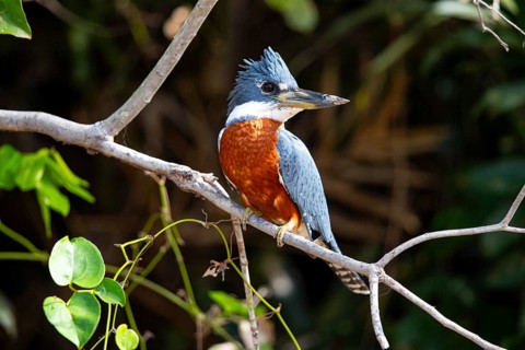 Ringed kingfisher (Ceryle torquata) Pantanal Brazil