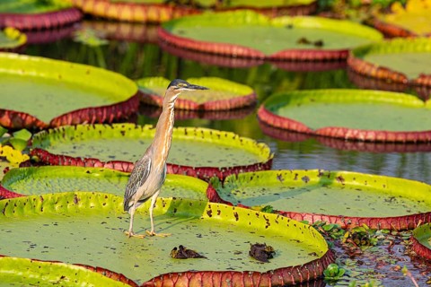 Mongrove Heron (Butorides striatus) Pantanal Brazil