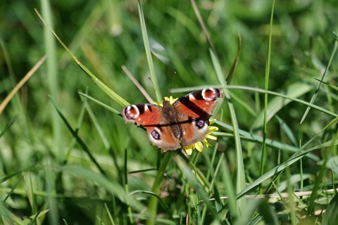 Butterfly, peacock butterfly (Aglais io), colourful, blades of grass, meadow, insect, A peacock