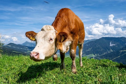 Calf (Bos primigenius taurus), cow with bell on an alpine meadow, Simmental cattle, Hochbrixen,
