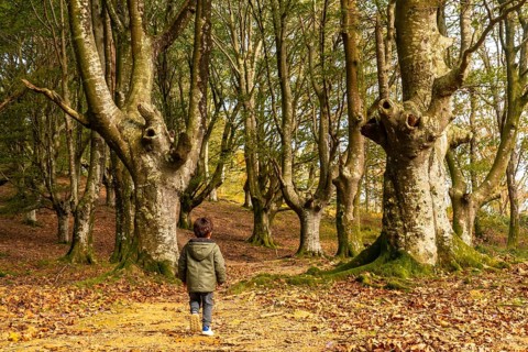 Child running and having fun in the beech forest on the Urdaburu mountain in Errenteria at sunset,
