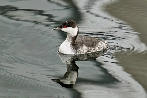 Slavonian Grebe (Podiceps auritus), adult, in adult plumage, winter plumage, swimming in Lake Zug,