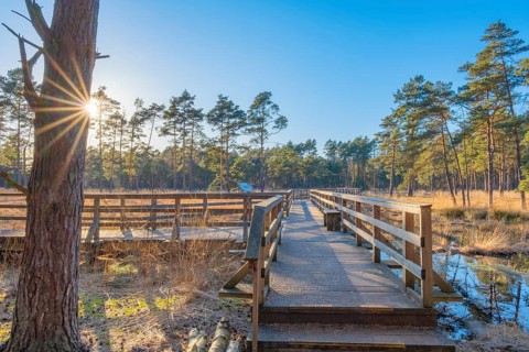 View along a moor bridge in the moor adventure trail, Sonnenstrahl, Otternhagener Moor, Resse,
