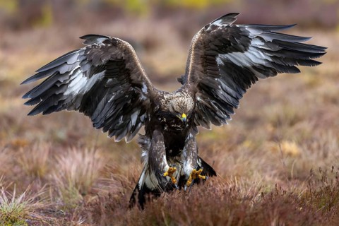 European golden eagle (Aquila chrysaetos chrysaetos) juvenile catching rodent prey with big talons