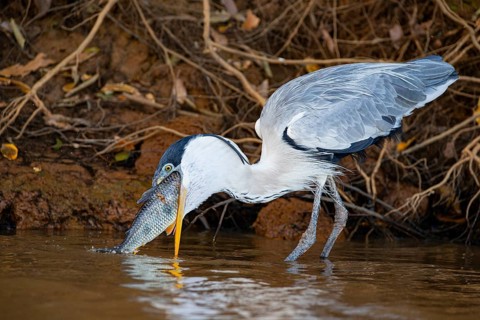 Cocoi Heron (Ardea cocoi) Pantanal Brazil