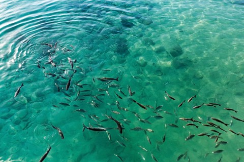 School of fish on the water surface, harbour, Caleta del Sebo, La Graciosa island, Chinijo