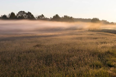 Morning fog over a meadow near Bischofswerda, Saxony, Germany, Europe