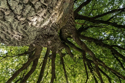 English oak (Quercus robur), hut oak, Emsland, Lower Saxony, Germany, Europe