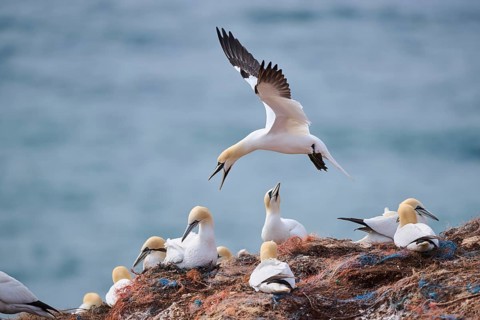 Northern gannet (Morus bassanus) flying over the colony on the cliffs while arguing, wildlife,