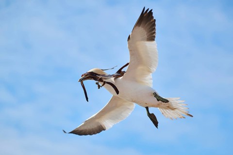 Northern gannet (Morus bassanus) flying in the sky with rivet material in the beak, wildlife,