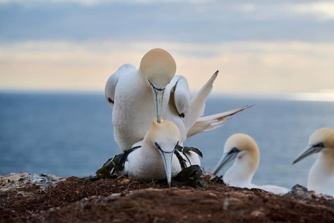 Northern gannet (Morus bassanus) couple having a love game on the cliff, wildlife, Helgoland,