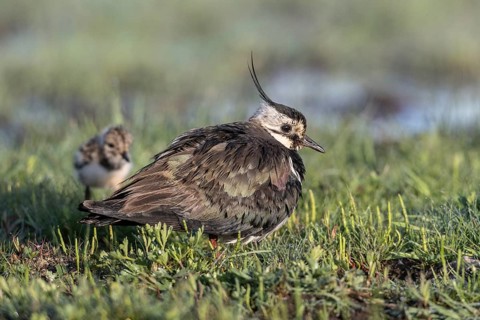 Lapwing (Vanellus vanellus) with young, Lower Saxony, Germany, Europe