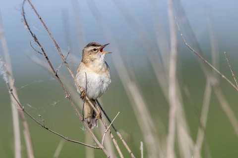Reed Warbler (Acrocephalus schoenobaerus), Lower Saxony, Germany, Europe