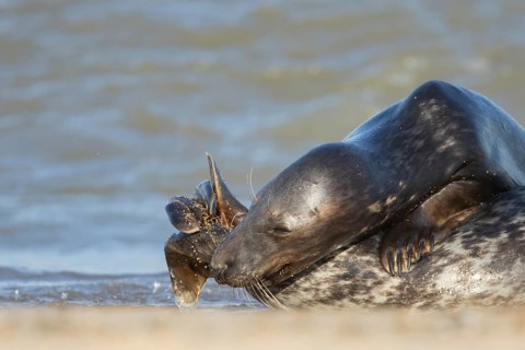 Grey seal (Halichoerus grypus) two adult animals in love courting on a beach, England, United