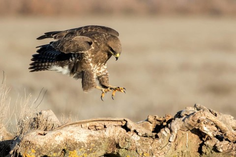 Common Buzzard (Buteo buteo), Castile-La Mancha, Spain, Europe