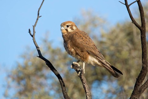 Brown Falcon (Falco berigora) perched on a branch, Queensland, Australia, Oceania