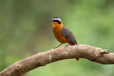 White-browed Robin-Chat (Cossypha heuglini) perched on a branch, Lake Hawassa, Ethiopia, Africa