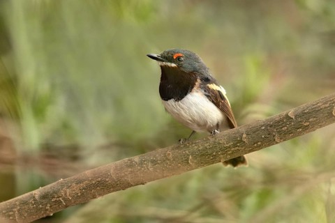 Brown-throated Wattle-eye (Platysteira cyanea) female perched on a branch, Lake Hawassa, Ethiopia,