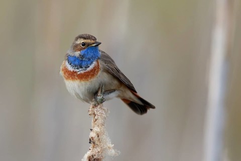 Bluethroat (Luscinia svecica cyanecula) male perched on cattail, Netherlands