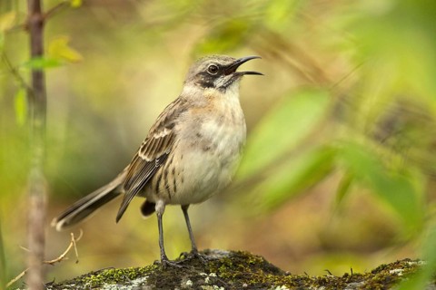 San Cristobal Mockingbird (Mimus melanotis) singing, Galapagos, Ecuador, South America