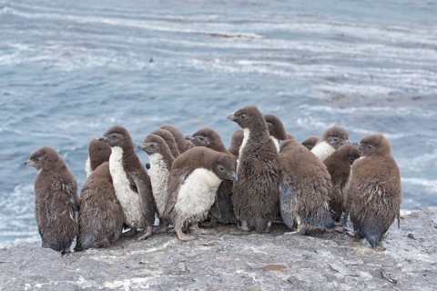 Southern Rockhopper Penguin (Eudyptes chrysocome) group of chicks, Bleaker Island, Falkland