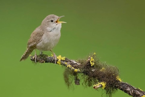 House Wren (Troglodytes aedon) singing, British Columbia, Canada, North America