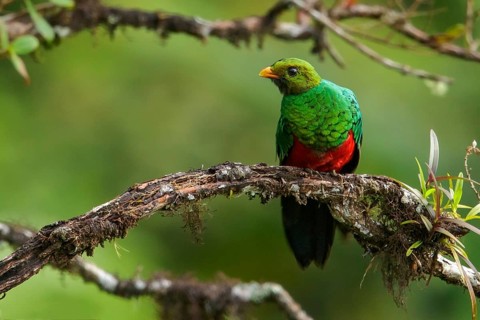 Golden-headed Quetzal (Pharomachrus auriceps) perched on a branch in the Andes Mountains of