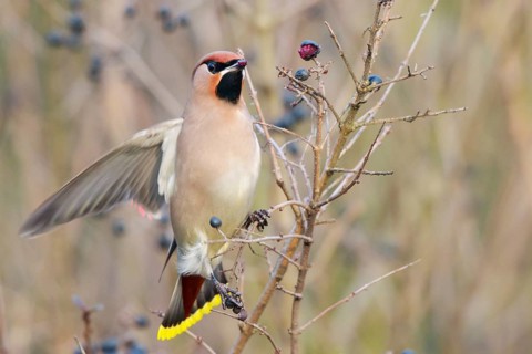 Bohemian Waxwing (Bombycilla garrulus) feeding on berries, North Rhine-Westphalia, Germany, Europe